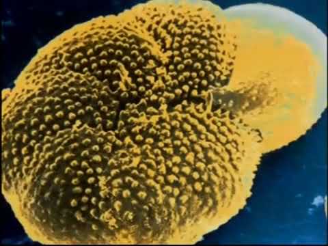 Little ice Age big chill (climate documentary)