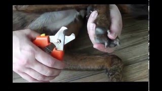 Trimming Dog Nails