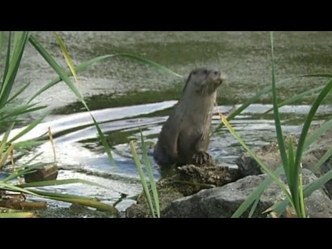 BuitenGewoon 6-11-2012 De Otter
