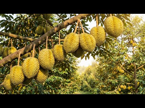 HOW DURIAN IS GROWN | Durian Orchard From Planting to Harvest