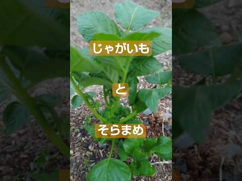 ジャガイモの隣に植えてはいけない植物は何ですか?最悪のコンパニオンプランツの完全なリスト  庭園