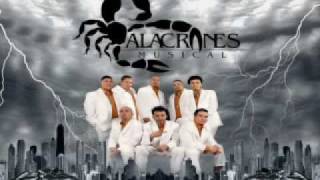 alacranes musical . dame tu amor