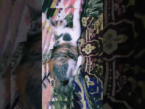 Introducing our little rescued kitten, the Bubbly Bulbuli, the sweet chubby doll..🥰❤ keep loving..