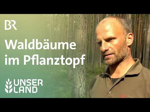 Junge Waldbäume im Pflanztopf |Unser Land |  BR Fernsehen