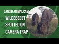 What Are Wildebeest Candid Animal Cam