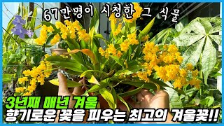 67만명이 시청한 최고의 겨울꽃!! 드디어 꽃피우는 방법 알아냈습니다!!