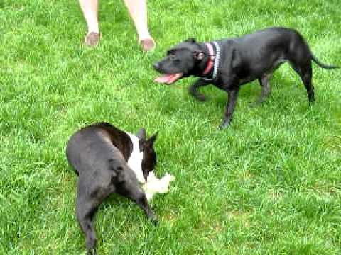 Starry Night, an adopted Pit Bull Terrier & Retriever Mix in Troy, MI_image-1