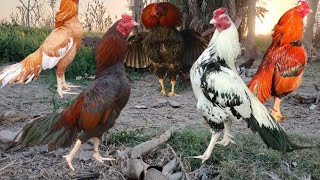 Roosters crowing different sounds effects in morning #rooster #chicken #murga