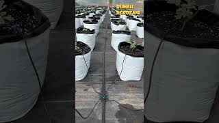 Download lagu Irigasi Tetes Untuk Menanam di Polybag mp3 Download lagu Irigasi Tetes Untuk Menanam di Polybag mp3