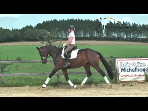 Fokus *2010 www.pferdesportservice.de- Dressur