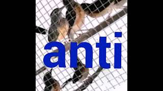 Download lagu Suara pikat murai batu,,anti zong,, mp3