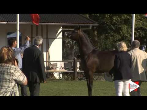 N.94 MARIUS MADONNA K.A. - Ströhen 2015 B-Show - Colts 2 years old (Class F)