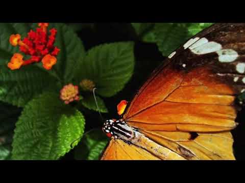 'Mandarakkatte' from '5 Sundarikal' (Cover) | Abhijith Njaroli