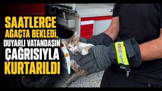 Saatlerce Ağaçta Bekledi, Duyarlı Vatandaşın Çağrısıyla Kurtarıldı