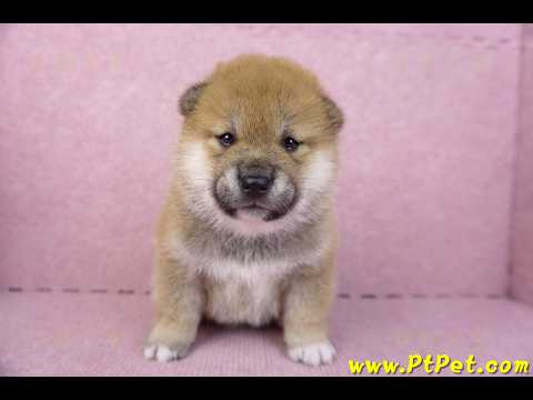 10/15赤色柴犬公幼犬1號