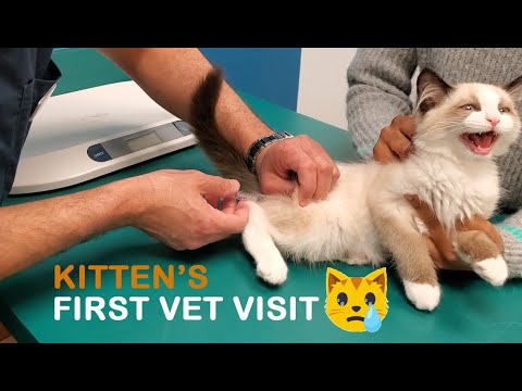 Ragdoll Kitten's First Vet Visit | Vlog #2