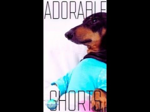 #shorts  ADORABLE PUPPY DOES THIS AFTER INJURY! / #funny PETS / ENDS UP AT THE VET! #432hzmusic