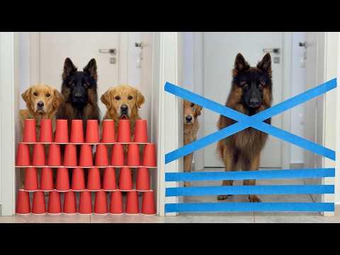 Dogs And Cats Take On Every Challenge You Can Imagine!