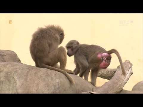 █▬█ █ ▀█▀ Tylko dla dorosłych - Kacper Ruciński - Dubbing zwierzątek, odc. 6