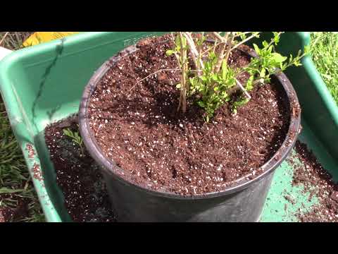 Explosive Ember Pepper Growing From Seedling Through The Summer