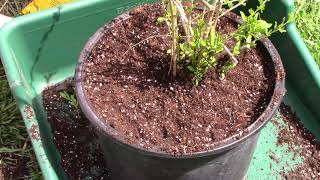 Repotting and Dividing Container Goji Berry Plants.