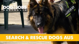 How SEARCH & RESCUE Dogs are TRAINED