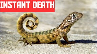 What Kills Lizards Instantly?