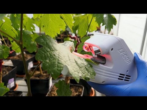 Wachsende Resilienz: Französische Biotechnologie unterstützt Pflanzen bei Wasserknappheit