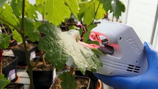 Wachsende Resilienz: Französische Biotechnologie unterstützt Pflanzen bei Wasserknappheit