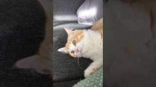 When you realize your dreams won't come true