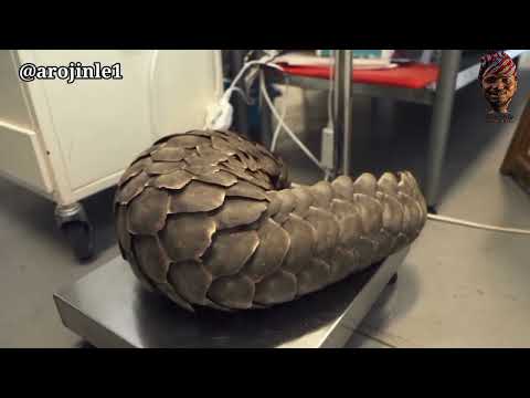 PANGOLIN - AKIKA