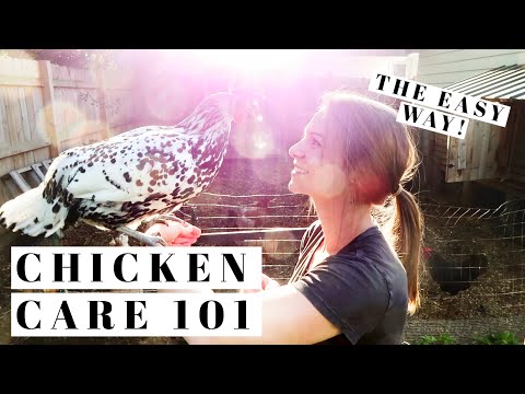 BACKYARD CHICKENS FOR BEGINNERS | How To Take Care Of Egg Laying Hens the EASY WAY | Urban Poultry