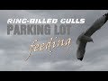 Ring Billed Gulls Parking Lot Feeding