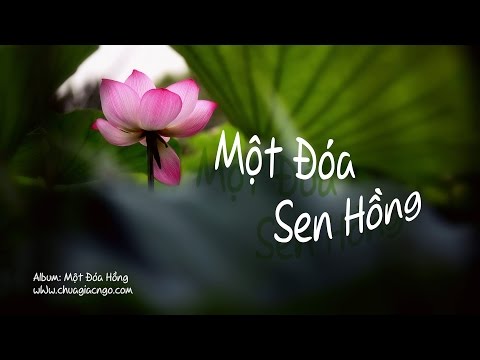 Một đóa sen hồng