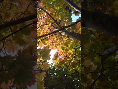 レッドカエデ 植物