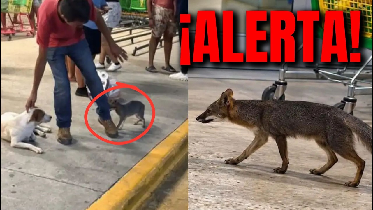 URGENTE! MENSAJE del GOBIERNO de MÉXICO... SI ALGUIEN TUVO CONTACTO con ESTA ZORRA podría ESTAR....