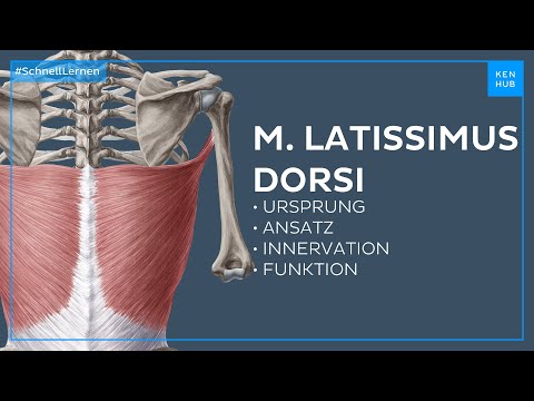 Musculus latissimus dorsi: Ursprung, Ansatz, Innervation, Funktion - einfach erklärt | Kenhub