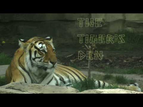 January 24th Power Trading Hour with David White on TFNN   2017