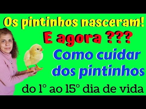 , title : 'Como cuidar dos pintinhos do 1° ao 15° dia de vida'