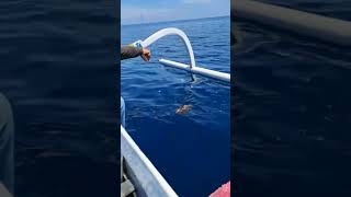 Download lagu full senyum, strike ikan ini #shortsvideo #fishing #mancing mp3