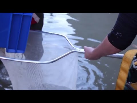 Fish Rescue at the Chambly Canal
