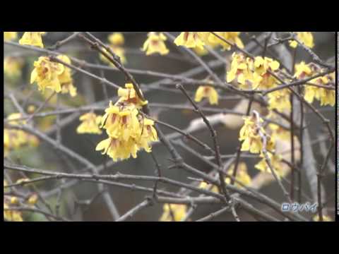 大阪市立大学理学部附属植物園「森の植物園」冬