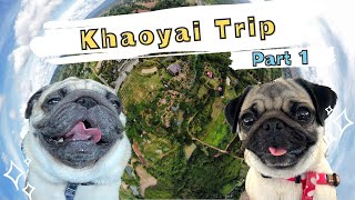[PUG LIFE/パグ] ラテ＆ミルクと旅行！Traveling to Khaoyai ₍เขาใหญ่₎ ①