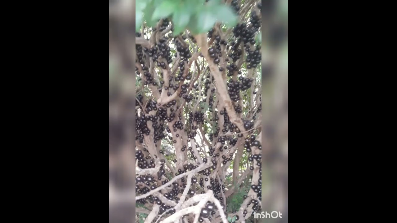 #shorts  a fruta mais linda nascida no tronco da árvore 🌳