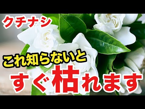 園芸 クチナシの栽培と手入れ