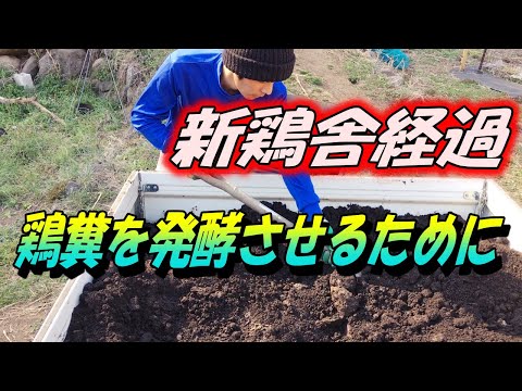 鶏のワクモの治療法は何ですか?イエダニを駆除するために取るべき手順  庭園