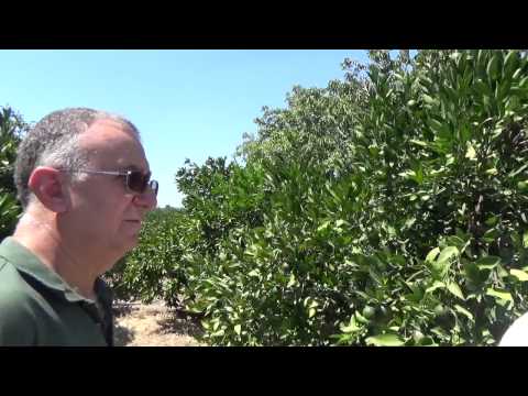 download lagu mp3 mp4 Dobashi Beni Satsuma, download lagu Dobashi Beni Satsuma gratis, unduh video klip Dobashi Beni Satsuma