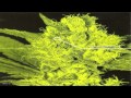 Bongzilla - Prohibition (4th Amendment) [HD ...