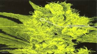 Bongzilla - Prohibition (4th Amendment) [HD] Lyrics