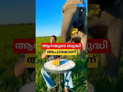 ആനയുടെ ബുദ്ധി അപാരമാണ് #factshorts #malayalam